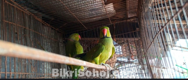 টিয়া পাখি